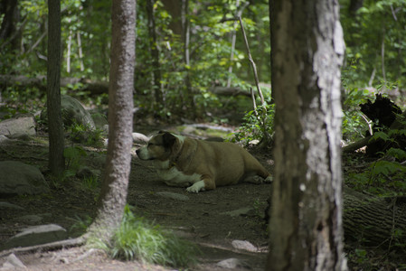 20250511_Dog park and squirrel__DSC0268_.jpg