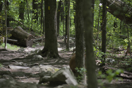 20250511_Dog park and squirrel__DSC0279_.jpg