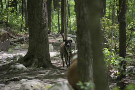 20250511_Dog park and squirrel__DSC0281_.jpg