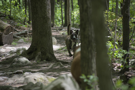 20250511_Dog park and squirrel__DSC0282_.jpg