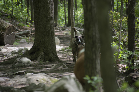 20250511_Dog park and squirrel__DSC0283_.jpg