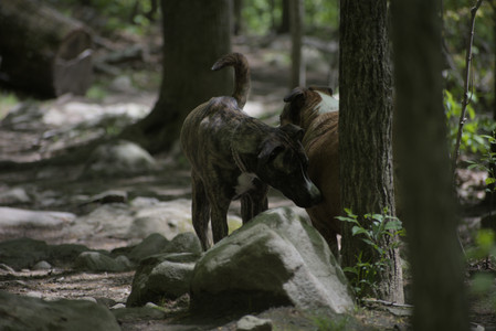 20250511_Dog park and squirrel__DSC0285_.jpg