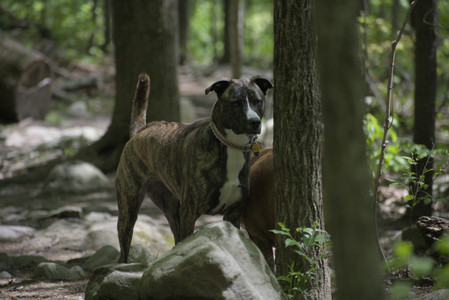 20250511_Dog park and squirrel__DSC0287_.jpg