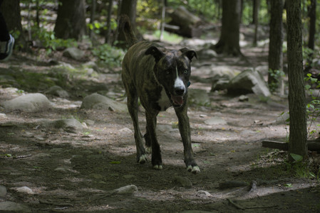 20250511_Dog park and squirrel__DSC0304_.jpg