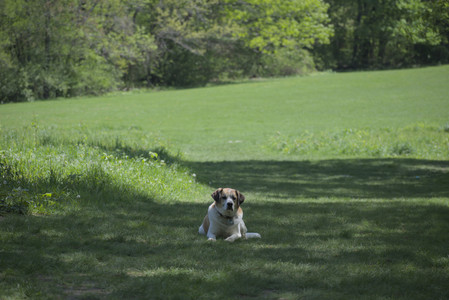 20250511_Dog park and squirrel__DSC0323_.jpg