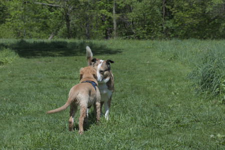 20250511_Dog park and squirrel__DSC0338_.jpg