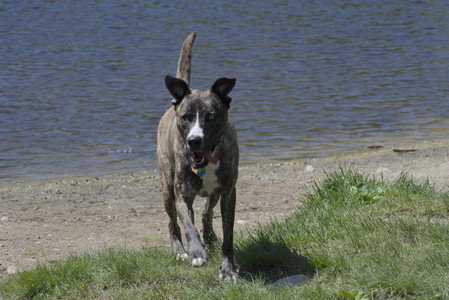 20250511_Dog park and squirrel__DSC0380_.jpg