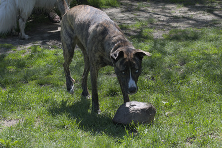 20250511_Dog park and squirrel__DSC0387_.jpg