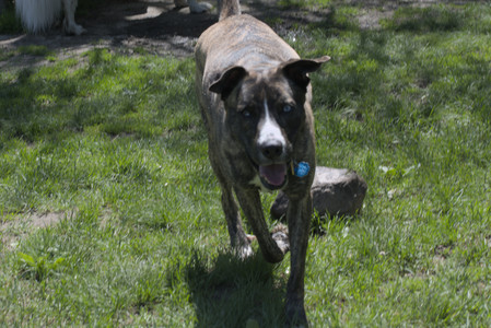 20250511_Dog park and squirrel__DSC0390_.jpg