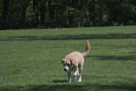 20250511_Dog park and squirrel__DSC0403_.jpg