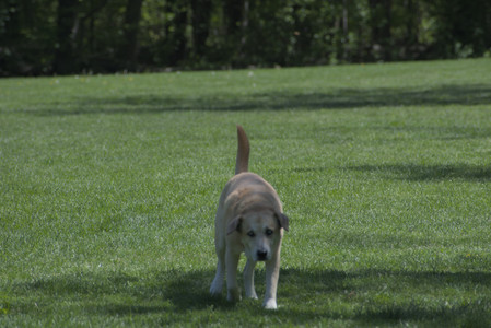 20250511_Dog park and squirrel__DSC0406_.jpg