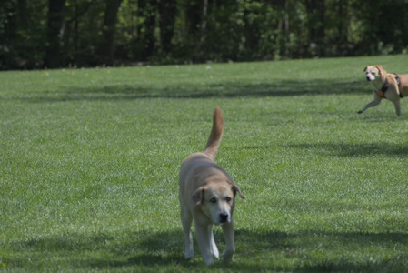 20250511_Dog park and squirrel__DSC0408_.jpg