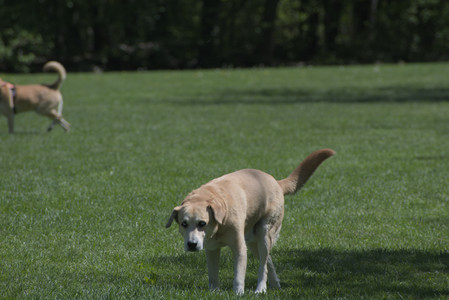 20250511_Dog park and squirrel__DSC0409_.jpg