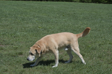 20250511_Dog park and squirrel__DSC0410_.jpg