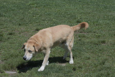 20250511_Dog park and squirrel__DSC0411_.jpg