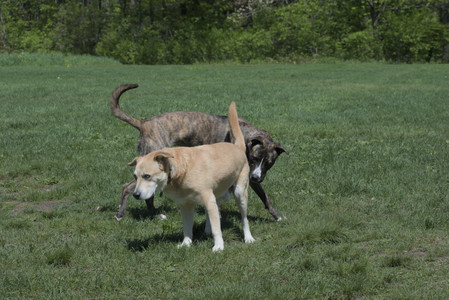 20250511_Dog park and squirrel__DSC0414_.jpg