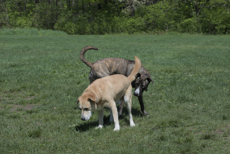 20250511_Dog park and squirrel__DSC0415_.jpg