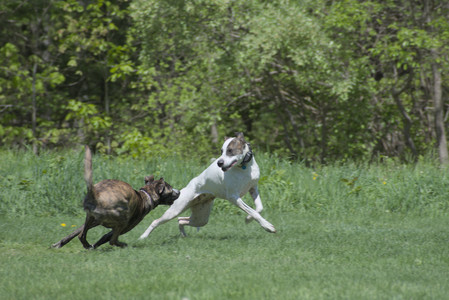 20250511_Dog park and squirrel__DSC0421_.jpg