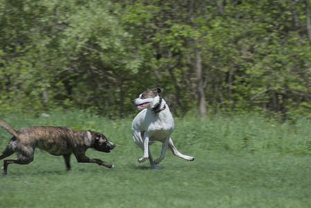 20250511_Dog park and squirrel__DSC0422_.jpg