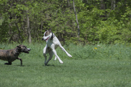 20250511_Dog park and squirrel__DSC0423_.jpg