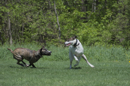 20250511_Dog park and squirrel__DSC0424_.jpg