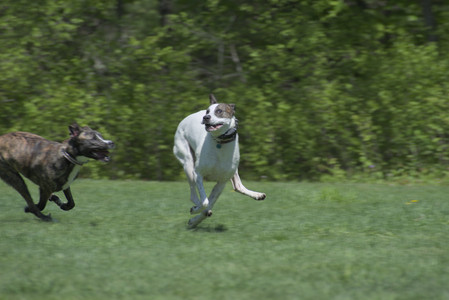 20250511_Dog park and squirrel__DSC0425_.jpg