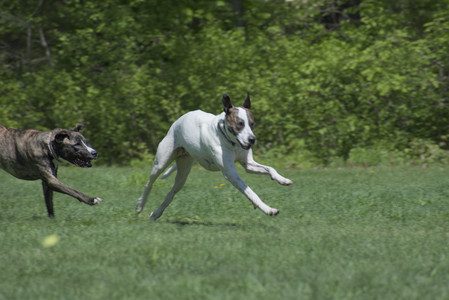 20250511_Dog park and squirrel__DSC0426_.jpg