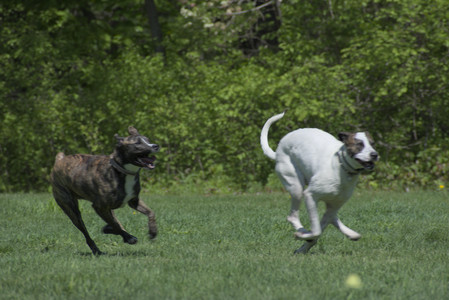 20250511_Dog park and squirrel__DSC0427_.jpg