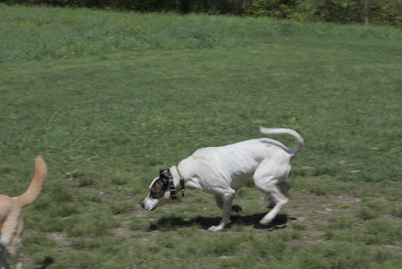 20250511_Dog park and squirrel__DSC0434_.jpg