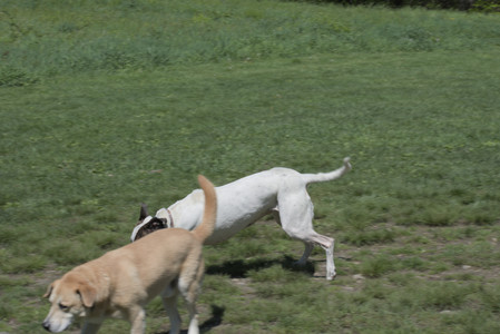 20250511_Dog park and squirrel__DSC0435_.jpg