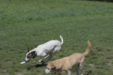 20250511_Dog park and squirrel__DSC0436_.jpg