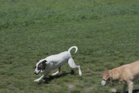 20250511_Dog park and squirrel__DSC0437_.jpg