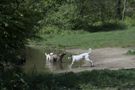 20250511_Dog park and squirrel__DSC0446_.jpg