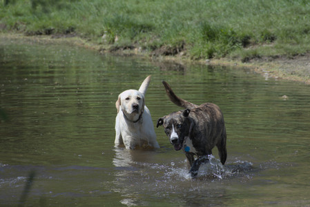 20250511_Dog park and squirrel__DSC0447_.jpg