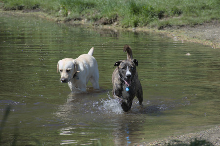 20250511_Dog park and squirrel__DSC0449_.jpg