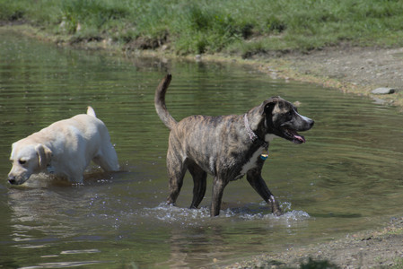 20250511_Dog park and squirrel__DSC0452_.jpg