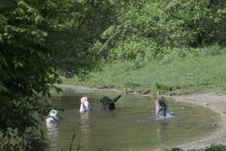 20250511_Dog park and squirrel__DSC0457_.jpg