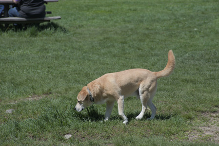 20250511_Dog park and squirrel__DSC0462_.jpg