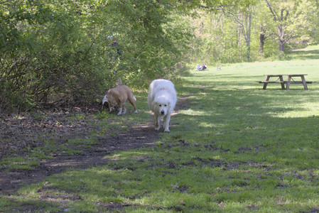 20250511_Dog park and squirrel__DSC0467_.jpg