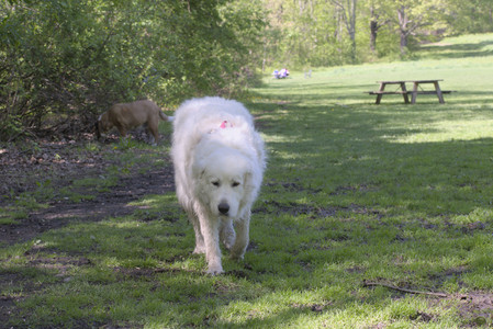 20250511_Dog park and squirrel__DSC0472_.jpg