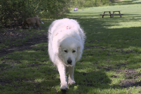 20250511_Dog park and squirrel__DSC0475_.jpg