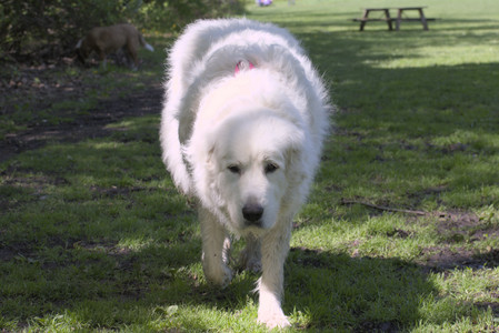 20250511_Dog park and squirrel__DSC0476_.jpg