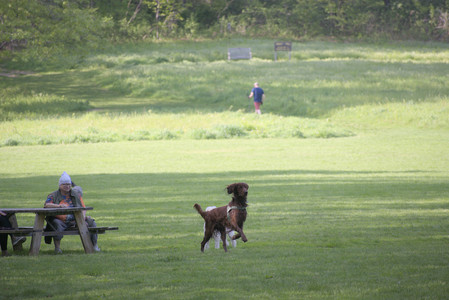 20250513_Dog park with Imby and Brogan__DSC0078_.jpg