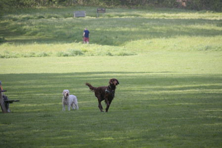 20250513_Dog park with Imby and Brogan__DSC0080_.jpg