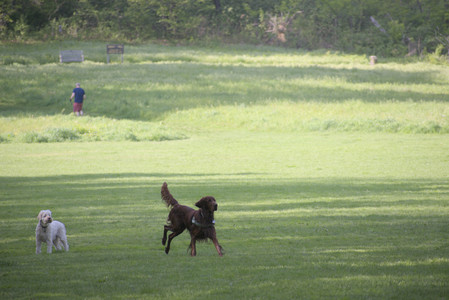 20250513_Dog park with Imby and Brogan__DSC0082_.jpg