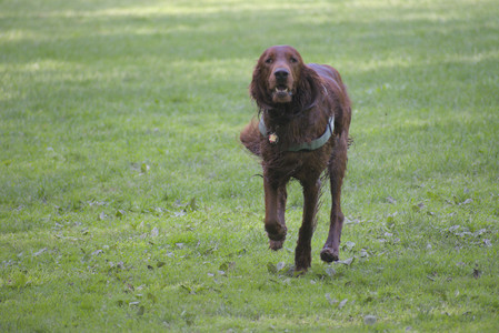 20250513_Dog park with Imby and Brogan__DSC0096_.jpg