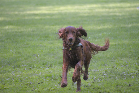 20250513_Dog park with Imby and Brogan__DSC0097_.jpg