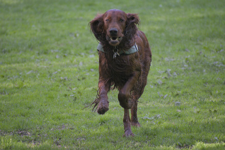 20250513_Dog park with Imby and Brogan__DSC0099_.jpg