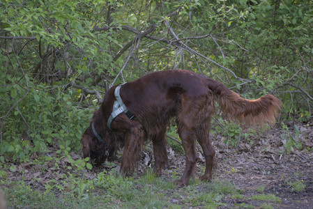 20250513_Dog park with Imby and Brogan__DSC0100_.jpg