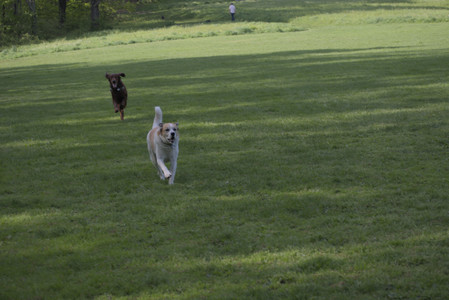 20250513_Dog park with Imby and Brogan__DSC0112_.jpg